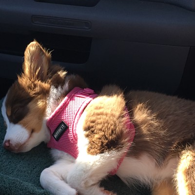 Our 3 month old mini Aussie puppy Amber took a long nap on the ride home from playing at the park.