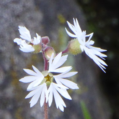 Prairie Stars (Lithophragma sp.) in bloom on the cool shady Clarkston cliffs, March 17.