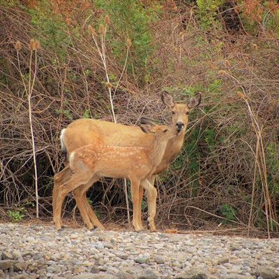 At waters edge a fawn was seen snuggling up to her mom. Taken August 15, 2021 near Chief Timothy Park.