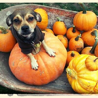 Tator getting ready to get his carve on