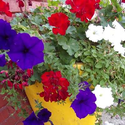 This colorful planter photo was taken last September in Harrison.