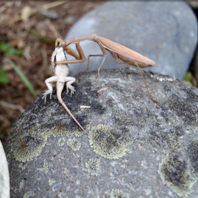 Preying mantis enjoys dinner