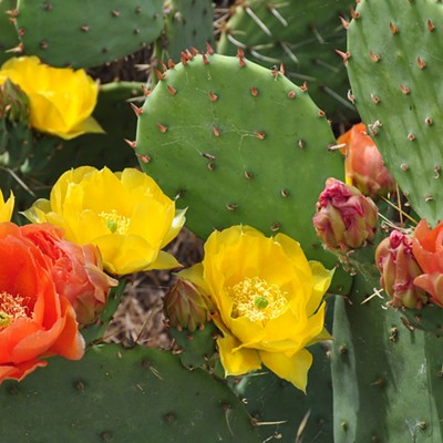 Driving up the Snake River we found Prickly Pear Cactus in bloom. Also called paddle cactus, it and can be eaten by cleaning the barbs from the leaves and eaten raw and is rich in vitamins and minerals and contains 88 percent water.