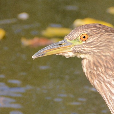 A juvenile Black-crowned Night-Heron at the Kiwanis Park ponds. Photo by Stan Gibbons of Lewiston on 10/15/2015.
