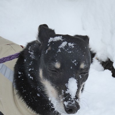 My little Australian Kelpie, Cheyenne, playing in the snow. Photo by Obsidian Van Zant of Moscow.