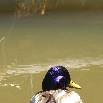 Purple Duck?