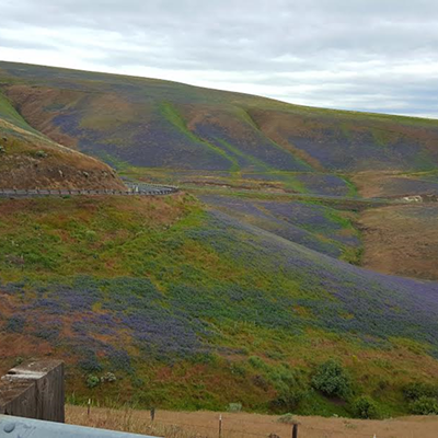 Purple hills of Anatone Grade