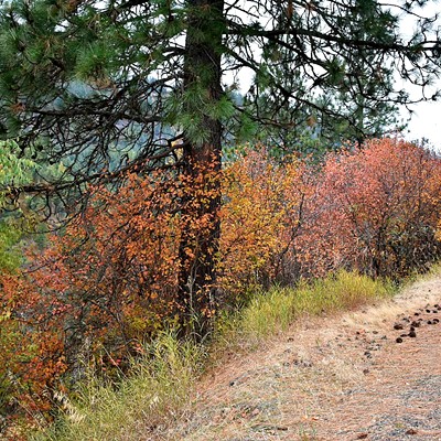 Trees resemble a rainbow near Mason Butte. Picture taken October 13 by Kathy Witt.