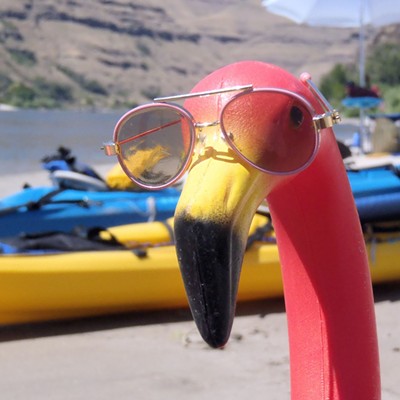 Rare bird sighting, Snake River beach, Photo by Stan Gibbons of Lewiston on 8/4/2012