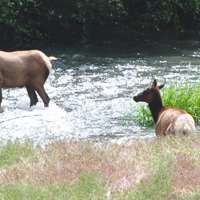 In June 0f 2010 about fifty cow Elk and new born calves were relaxing on Josephs near the Grand Ronde River. These two cows seemed to be having a discussion about if there was room for both of them in the creek. Evidently the one didn't want to share.
Photo by Jerry Cunnington.
