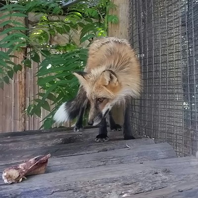 Red Fox in Boise Zoo July 2015 Photographer Mary Hayward of Clarkston