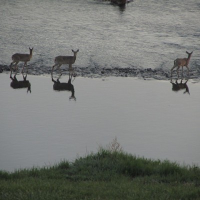 Reflections of deer drinking from the Clearwater River, just below our house.