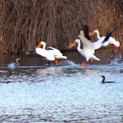 The pelicans fly in and visit the LC Valley every year and then they disappear until the next time. We were so excited to see them again at Evans pond, March 20, 2021.
