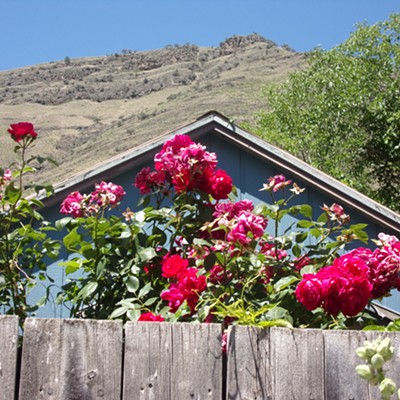 This juxtaposition of sky, mountain, fence and roses and more caught my eye when walking through Riggins last June.