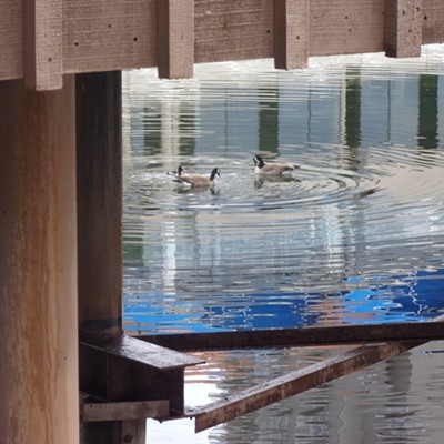 These two Canada geese and another smaller bird caught my eye under the pier in Coeur d'Alene on Saturday and I noticed the colors and the contrasting ripples and straight lines of the beams.