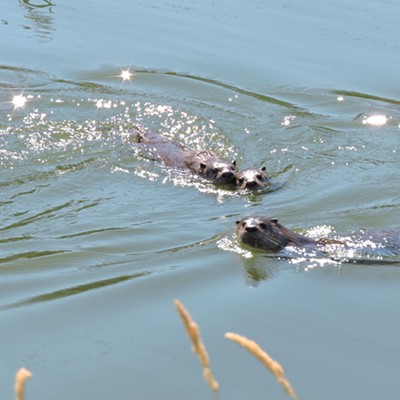 A trio of otters taking an early morning swim 7/18/15