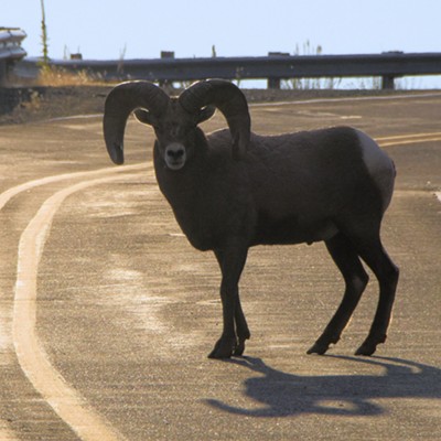 Stan Gibbons photographed a bighorn sheep crossing the road on Rattlesnake Grade on 11/10/22. He says "this is a good example of why everyone should slow down on blind curves or suffer the ramifications of their actions."