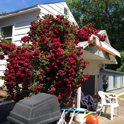 Rose bush climbing on roof.