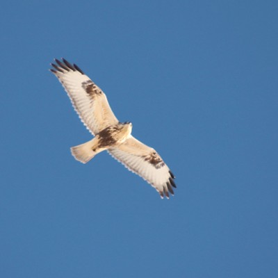 Late afternoon sun caught this rough-legged hawk soaring overhead at Field spring State Park.
    
    Photo taken November 25, 2018 by Nan Vance