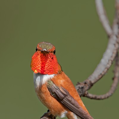 This image of a Male Rufous Hummingbird looks every bit like he is wearing a mask although the mask (actually gorget) is below his beak. It seems appropriate for this year of wearing masks and it is the most beautiful mask I've seen, This was taken back on May 26, 2010 by Dave Ostrom near Cranbrook, BC.