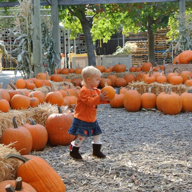 Sage Marie Pankey looking for the perfect pumpkin at Hay's Pumpkin Patch