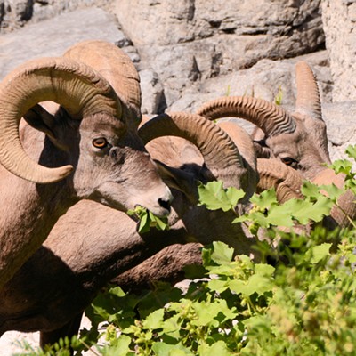 Four rams crowd up to a patch of cocklebur plants along the Snake River, about 15 miles south of Lewiston. Cockleburs can be deadly when ingested by domestic stock. Photo by Stan Gibbons on 9/10/2016.