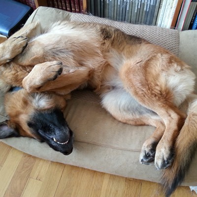 Our German Shepherd, Sasha, rolled over on her back on her dog bed to get comfortable. Taken Jan. 6, 2017 by Elisabeth Brackney at her Moscow home.