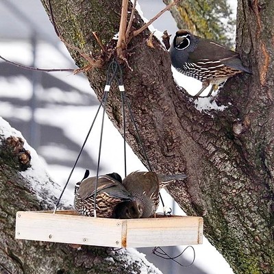 A quail sits on the branch as he watches another pair munching at the feeder. Picture taken on 12/24/2022.