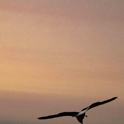 Seagull framed in a mid-August sunset at Depoe Bay, 2023
