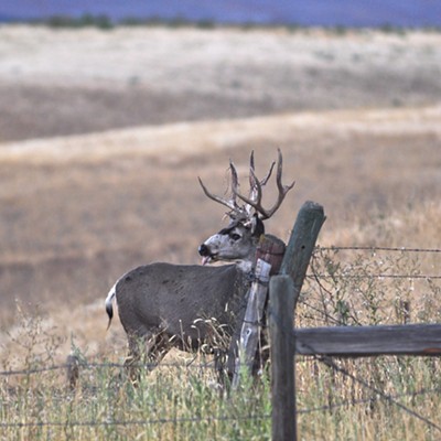 Edge of the field deer, Lewiston, Idaho, Taken on 9-4-15 by Gail Craig of Lewiston.
