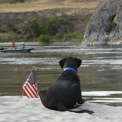Shedd Swanson relaxes on the shore of the Snake River in this photo taken July 4. Shedd's owners are Austin and Brittany Swanson (who also took the photograph).