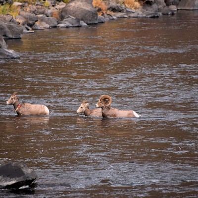 Stan Gibbons saw these Bighorn sheep swimming the Grand Ronde River in Asotin County on 12-2-2021.