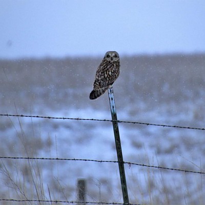 This short-eared owl was spotted out on Silcott Rd. by Mary Hayward of Clarkston February 12, 2021.