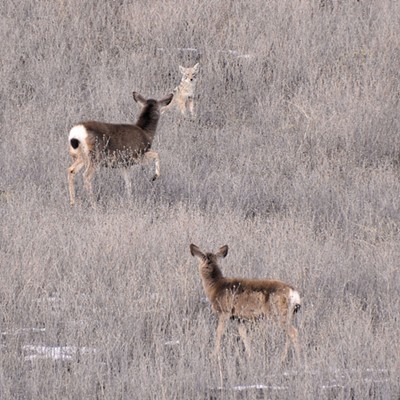 Mule deer make their way past a seemingly disinterested coyote just west of Clarkston alongside Peola Road. Photo by Stan Gibbons on 3-3-19.