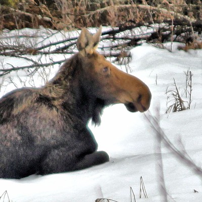 Mama Moose napping in the snow, for at least two hours, in Troy, ID. 
Photo taken January 9, 2021 by Kristy Scaraglino