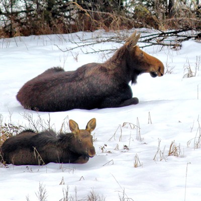 Mama and baby moose, relaxing in the snow.
Troy, Idaho