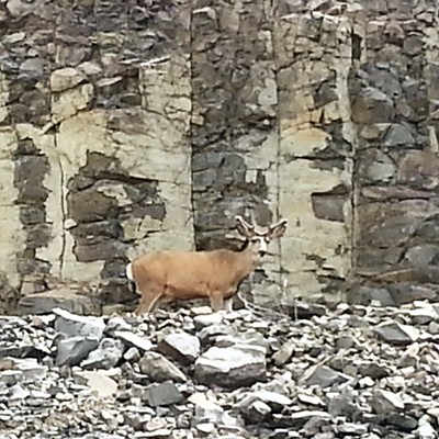Deer in rick pile by Bryan Canyon Golf Course. 6 1 15 photo by Dan Aeling of Lewiston.