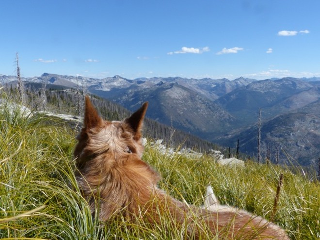 Small Dog, Big Mountains