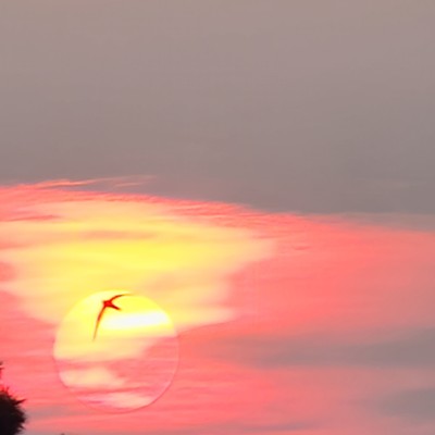 Picture of the sun as it's going down, covered in smoke with a bird flying past