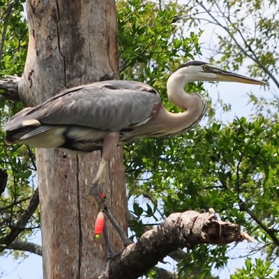 While visiting in Biloxi, Miss. bayou this, Heron landed on a limb of a tree and I saw that it had gotten tangled in fishing line and a hook was imbedded in it's leg. By Jerry Cunnington 6/2012.