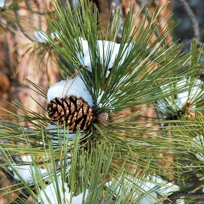 We took a ride to Winchester Lake and I loved seeing the pine cones blanketed by snow. Taken Feb. 20, 2018, by Mary Hayward of Clarkston.