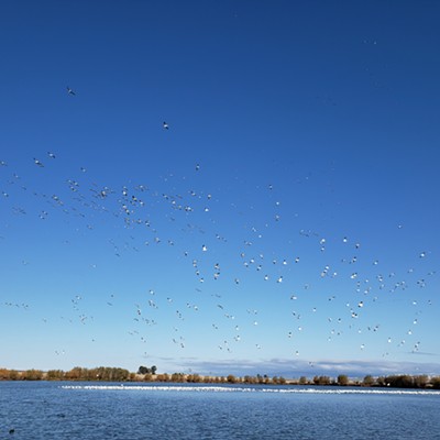 Snow Geese on Tolo Lake, Camas Prairie