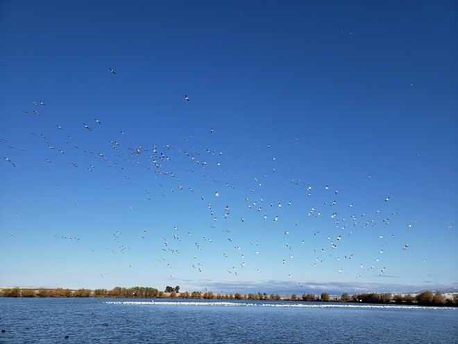 Snow Geese on Tolo Lake, Camas Prairie