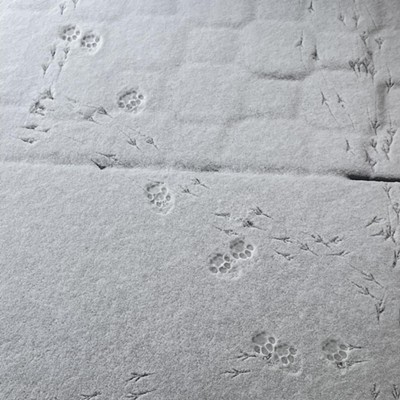 Tuesday morning outside our door we were presented with an intriguing riddle: which prints came first? The cat paws or the bird footprints? No matter the answer, the design is enchanting.  We live at the 3,000' level on Moscow Mountain and we own the cats.