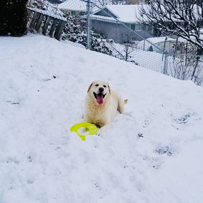 Lola loves playing frisbee in freshly fallen snow! Picture taken by Sue Young in her Lewiston backyard on 2-11-19.