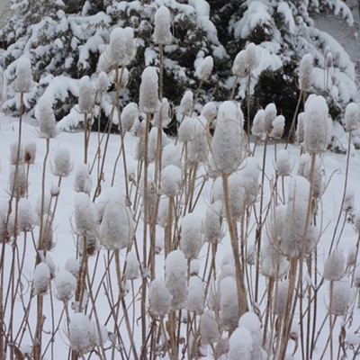 These frosted plants reminded me of lollypops! Taken along the Latah Trail on
    Dec 13 by Chris Dopke.
