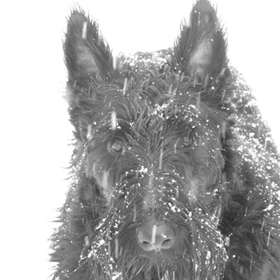 Willa Peace, a four-year-old Scottish terrier, enjoys a mid-winter Snow Day. Le Ann Wilson took the photo February 15 in Orofino.