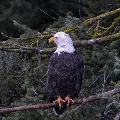 The Regal and toughness of the Bald Eagle is so fascinating!  They're massive with so much grace and beauty.  This was taken 12/23 at Lake CDA.