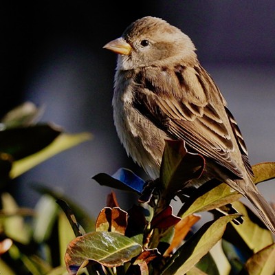 A juvenile house sparrow was enjoying the warm sun. Picture taken on 2/10/24, in Lewiston on the bush, in front of my house.