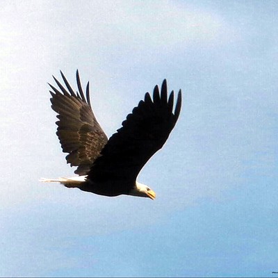Bald eagle flying high.